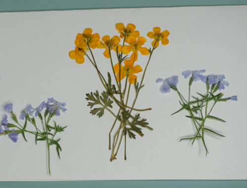 buttercup phlox pressed flowers